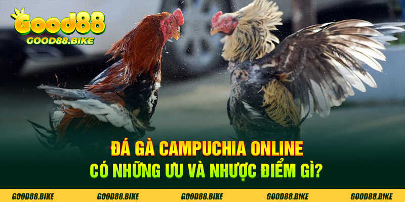 Đá gà campuchia online có ưu và nhược điểm gì