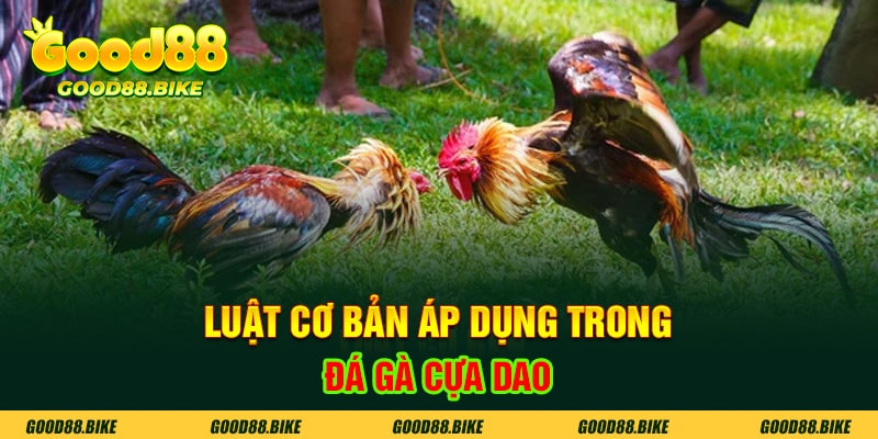 Luật cơ bản áp dụng trong đá gà cựa dao Good88