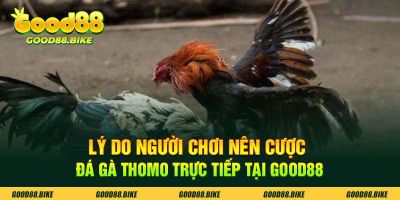 Lý do người chơi nên cược đá gà thomo trực tiếp tại Good88