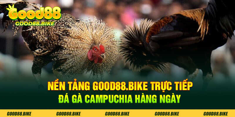 Nền tảng Good88 Bike trực tiếp đá gà campuchia mỗi ngày