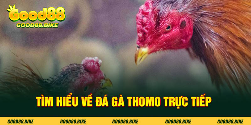 Tìm hiểu về đá gà thomo trực tiếp tại good88