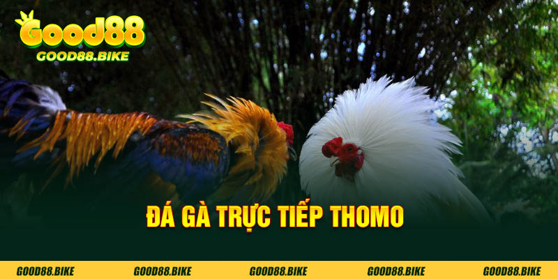 đá gà trực tiếp thomo