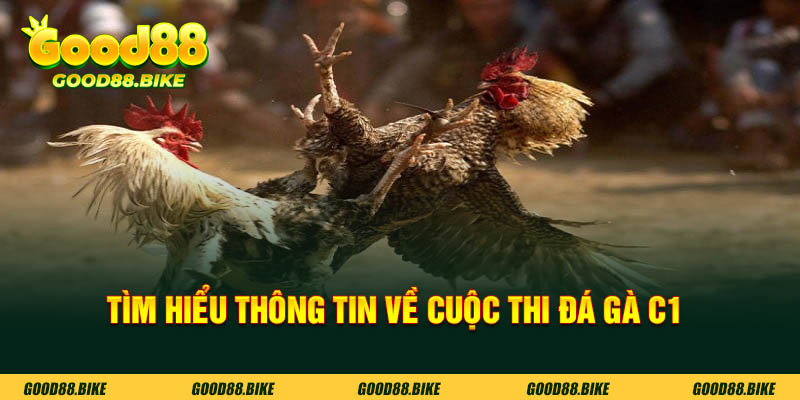 Tìm hiểu thông tin về cuộc thi đá gà C1