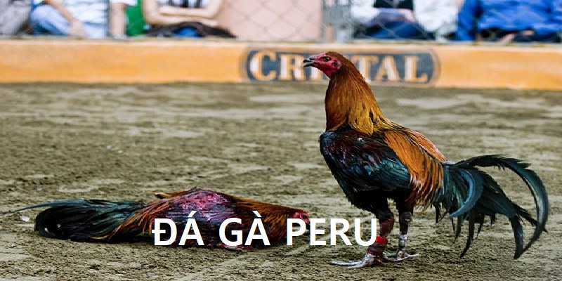 Đá gà peru